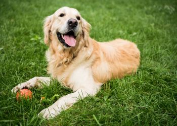 Attain on 5th apartment homes with Golden retriever lying on green grass with its tongue out, next to an orange ball.